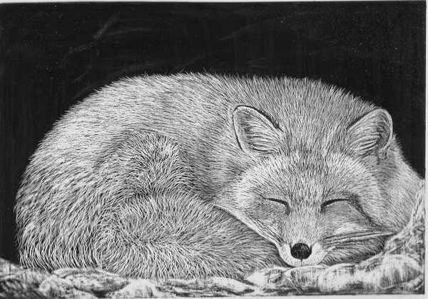 snoozing fox