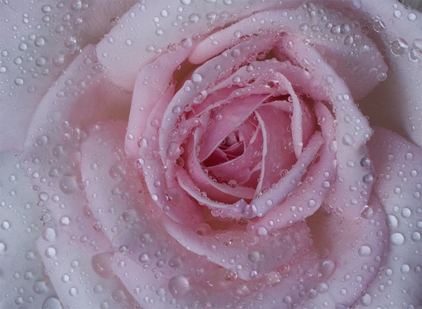Sprinkles and Rose Petals
