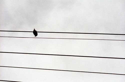 Bird