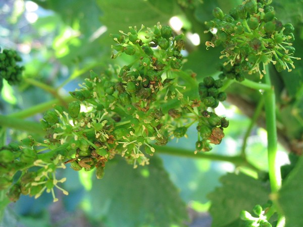 Flowering Wine