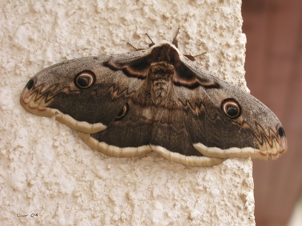Giant butterfly