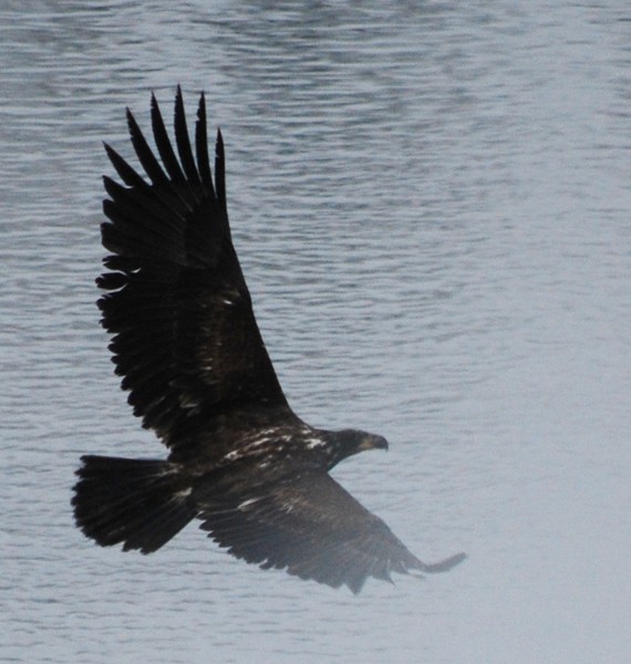 Flight or Fright
