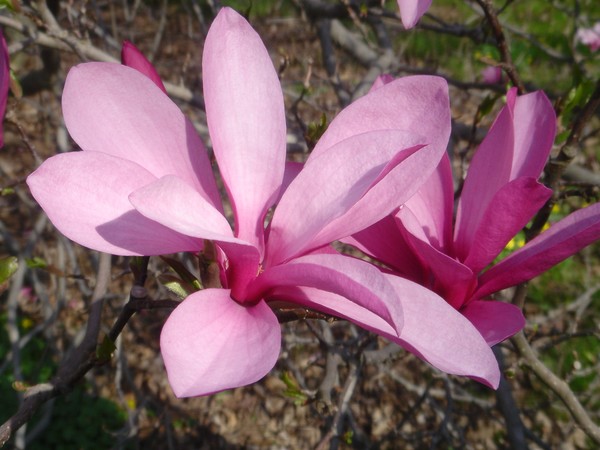 Pink Flower