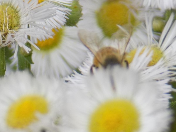 Dont Worry Bee Happy