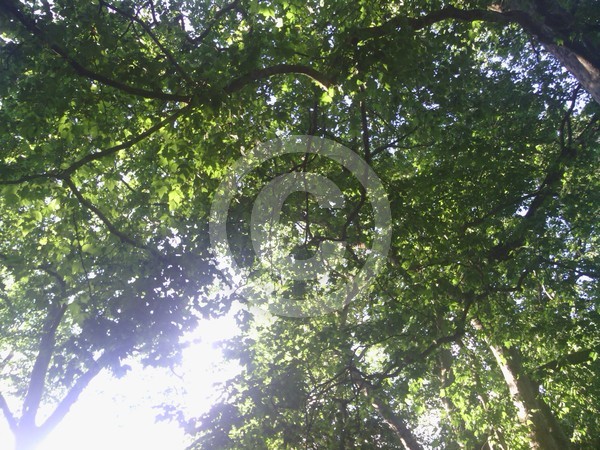 Trees 4