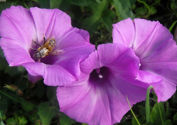The Power Of Purple