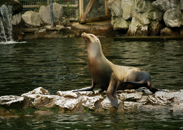Seal Posing