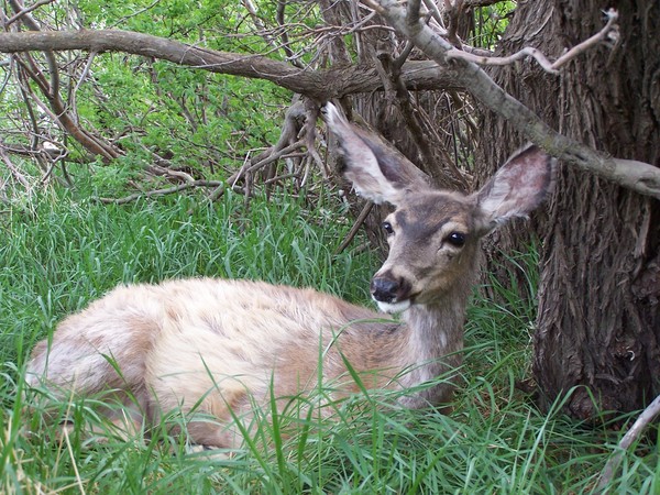 Mule Deer Doe