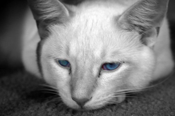Aspen in Deep Thought