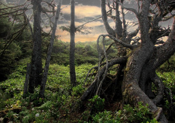 COASTAL WOODS