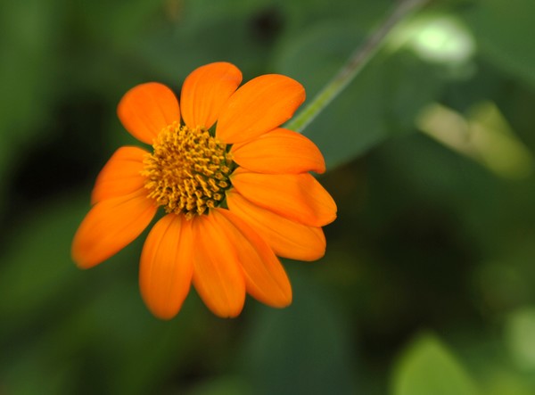 Mexican Sunflower