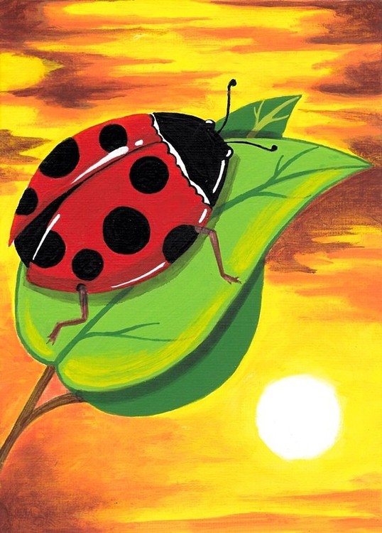 Lady Bug Sunset