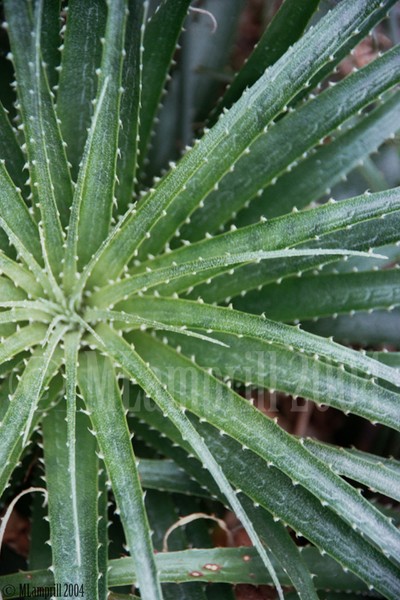 25-Botanic gardens, Amsterdam 2004