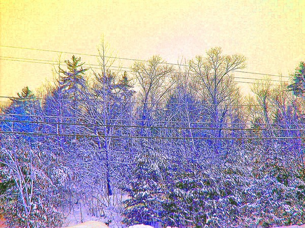 FOREST BLUE 