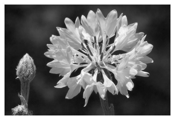 Explosion of Life 