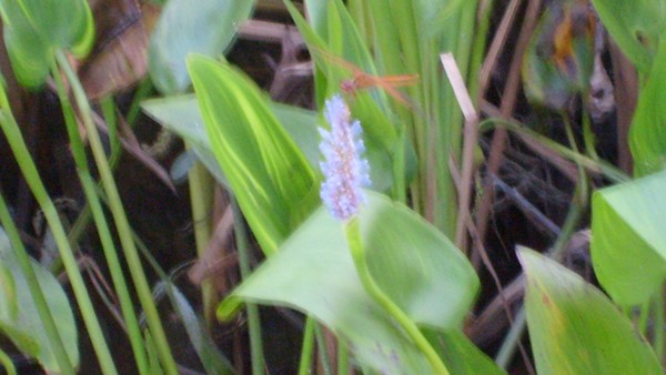 prayer lily in the delta