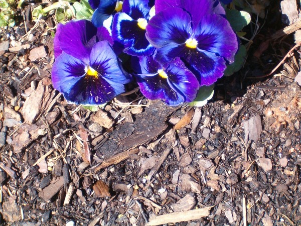 Purple Passion