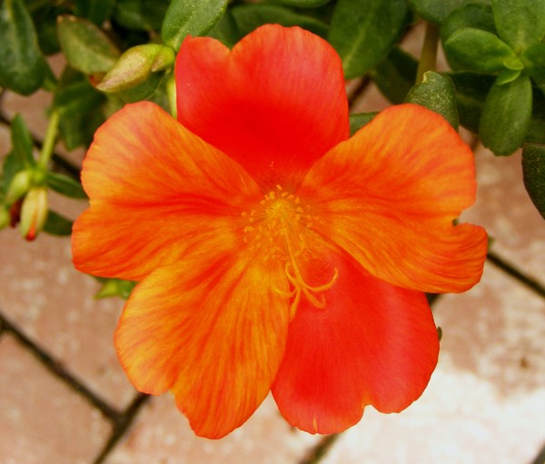 Fire_Flower