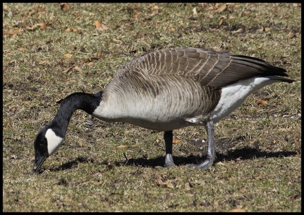 CANADA GOOSE
