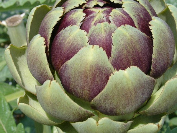 Artichoke