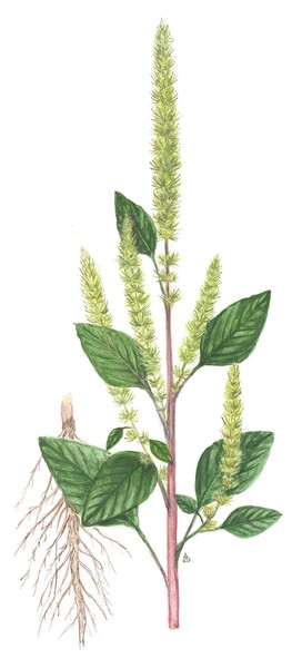 Amaranthus chlorostachys