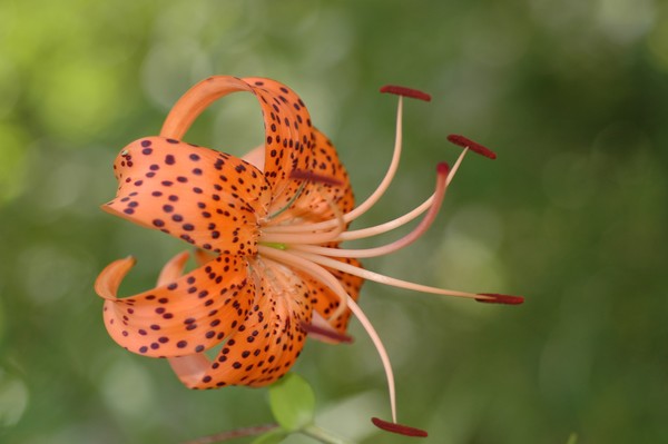   Turk's-cap Lily