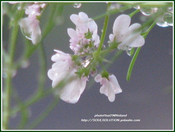 gratefulness of..