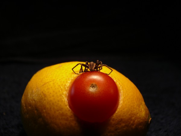 Spider Test  2