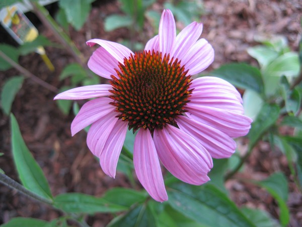 Purple Coneflower