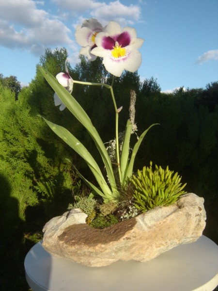 planta na pedra