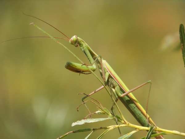 Praying Mantis