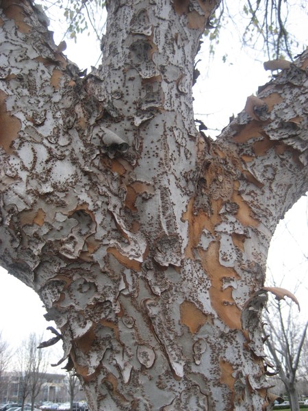 pealing tree