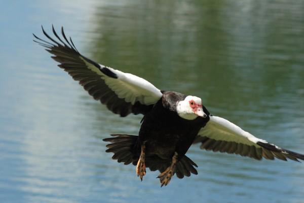 Clear the Runway