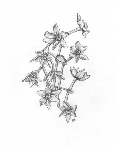 Narcissus Flowers