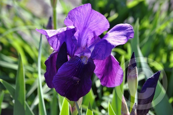 Iris 4/28/2012