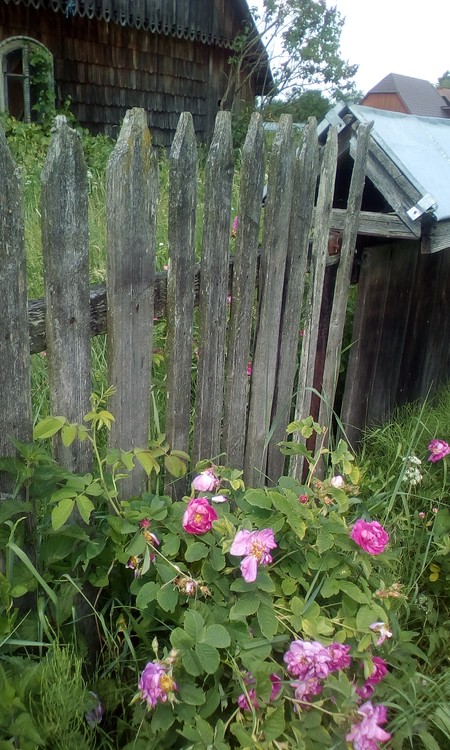 Fence with sweet roses