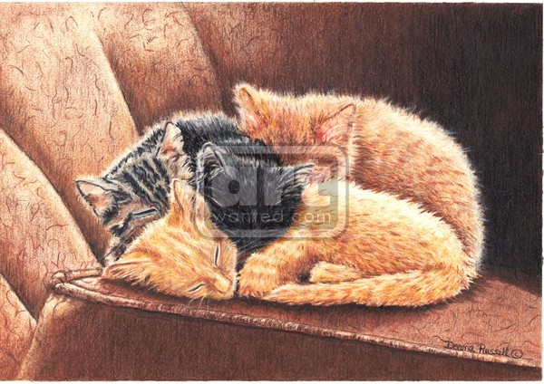 Kittens Slumber