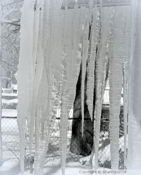 Blizzard Ice