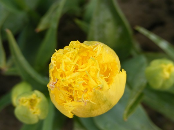 Trio of Yellow tulips