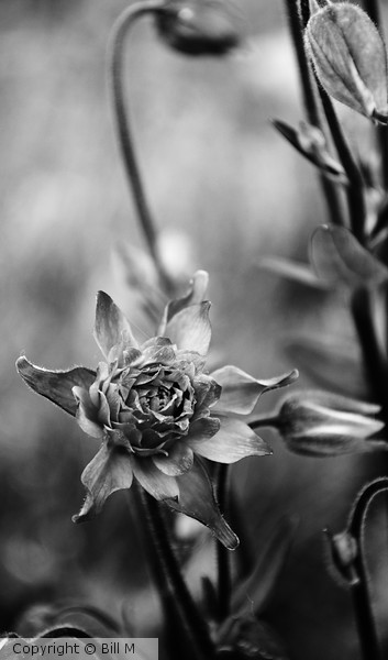 Columbine in Bloom