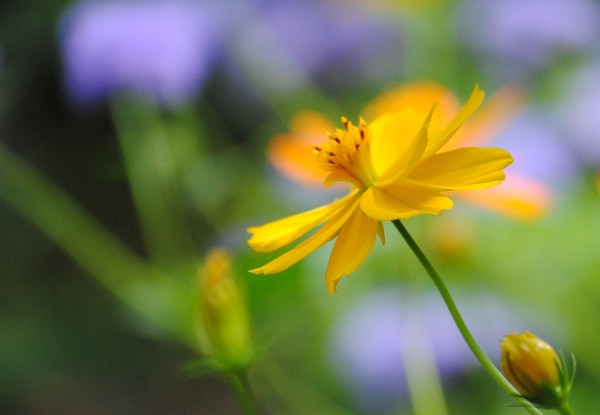 A delicate touch of yellow flower image