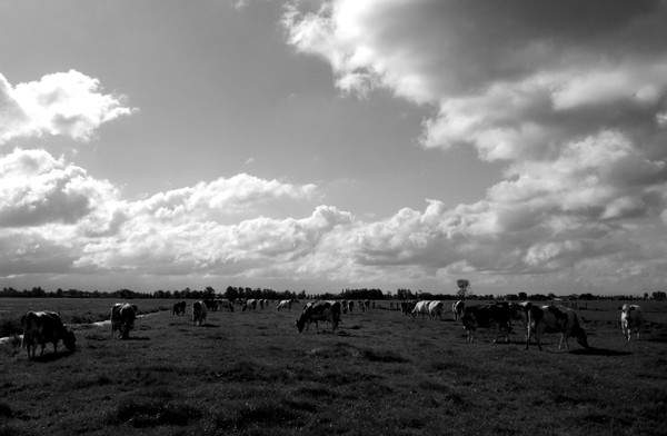 Cowscape
