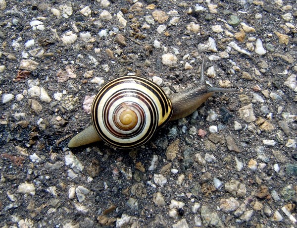 Swirly snail