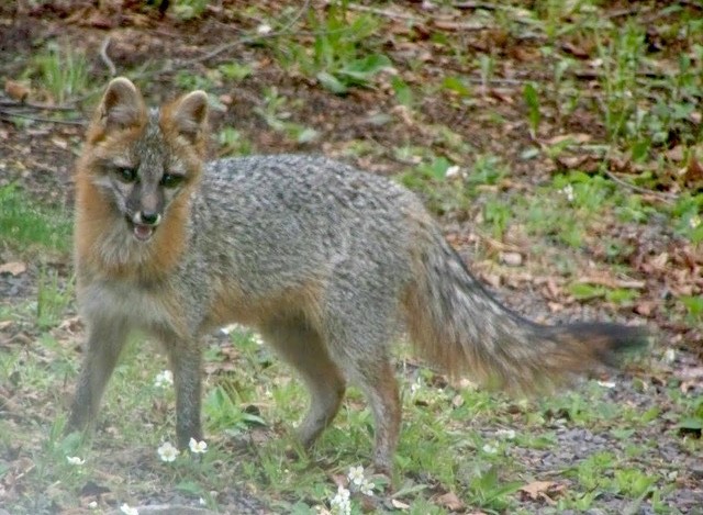 Gray Fox