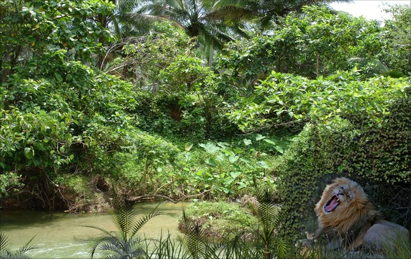 988-Tropical Jungle and Its King