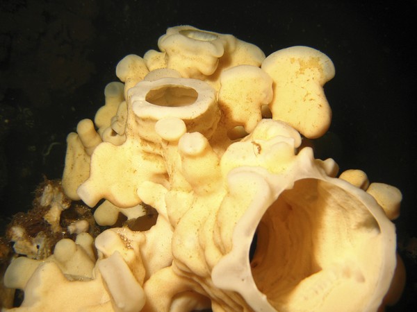 cloud Sponge 