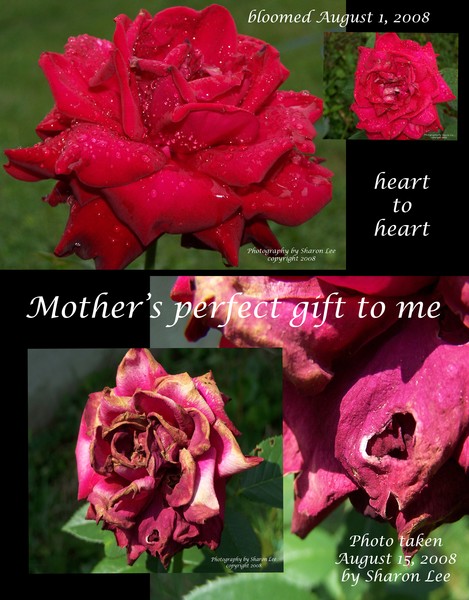 Mother's Perfect Gift to me