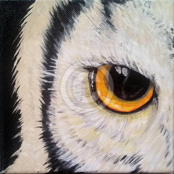 Eye Of The Owl 3