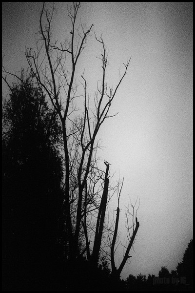twilight turin