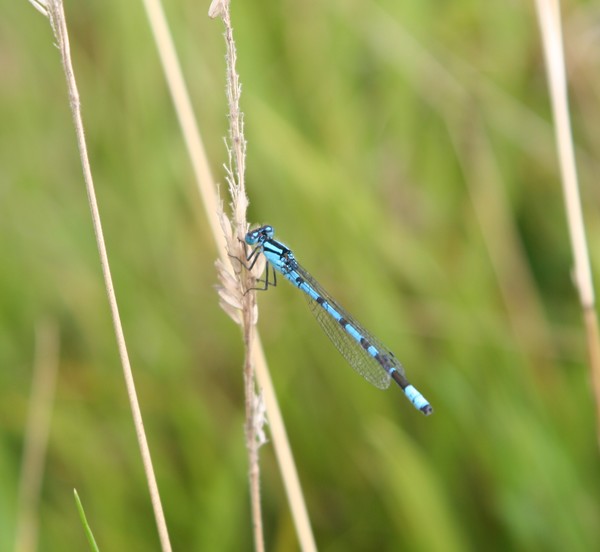 damsil fly